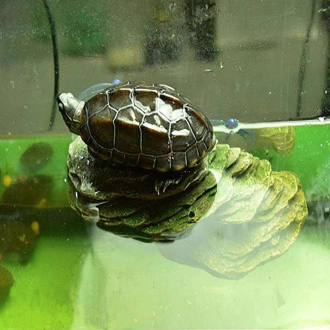 Turtle Basking Platform Tortoise Resin Dock Tortoise Climbing Ramp Shale with Suction Cup Adjustable Resting Terrace Lizard Climbing Platform for Frogs Newts (Small:6.0”Lx2.7”Wx2.7”H)