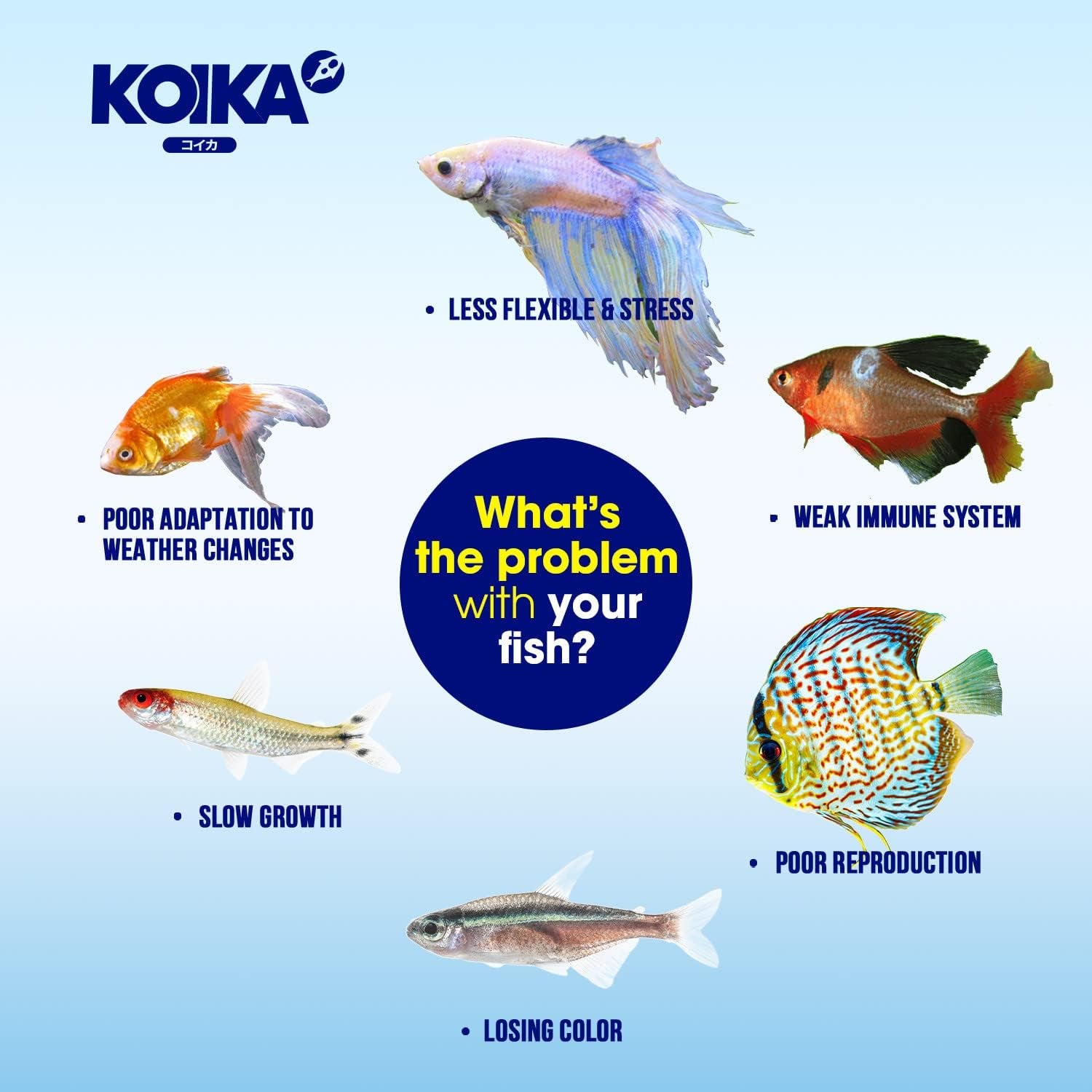BACM Natural Color Enhancement for Fish, Combination of Probiotic & Multi-Vitamins for Aquarium A, B6, B2, Pleasant Smells (BACM, 30Ml)