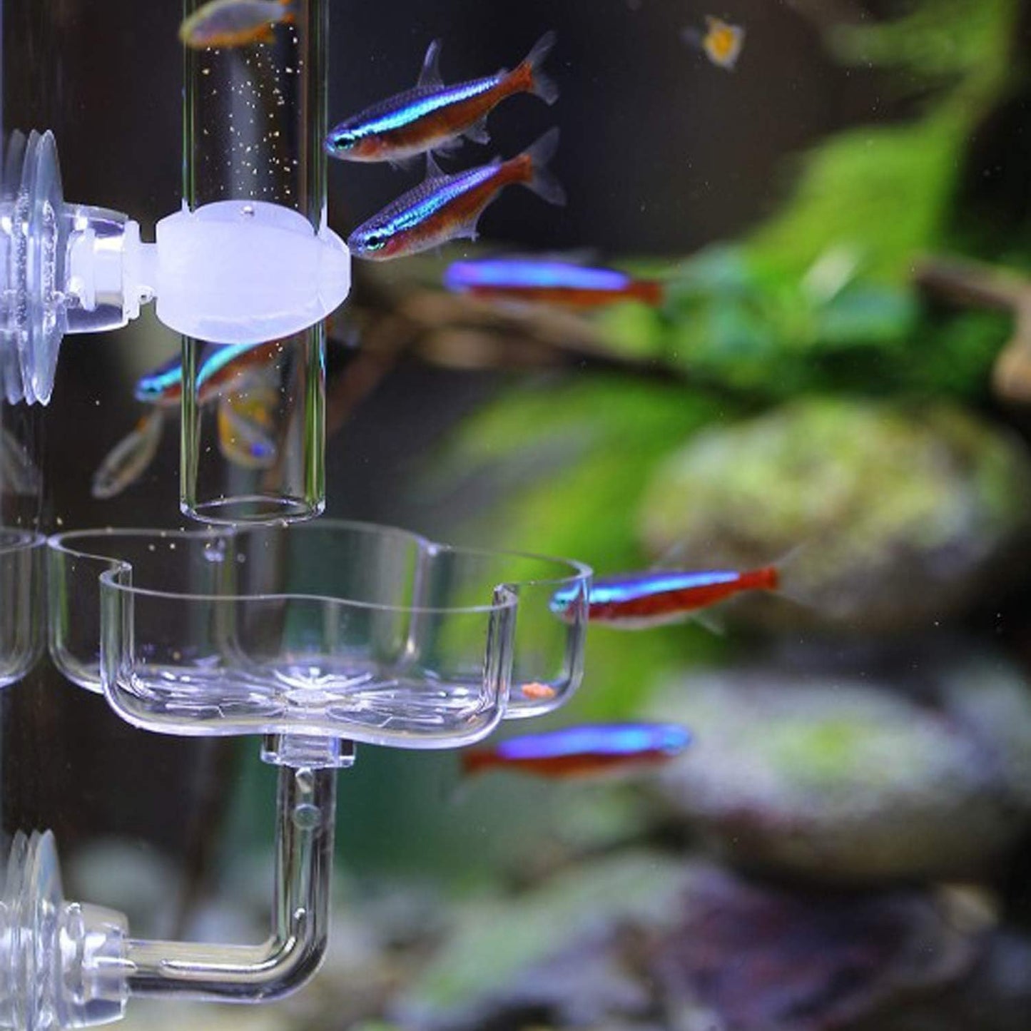 Aquarium Shrimp Small Fish Feeding Dish and Feeding Tube Kit, Including Glass Feeder Tube Acrylic Feeder Dish and Holder, 3 Lengths Optional, 7.8 Inches, 11 Inches, 13.7 Inches (L-13.7 Inches)
