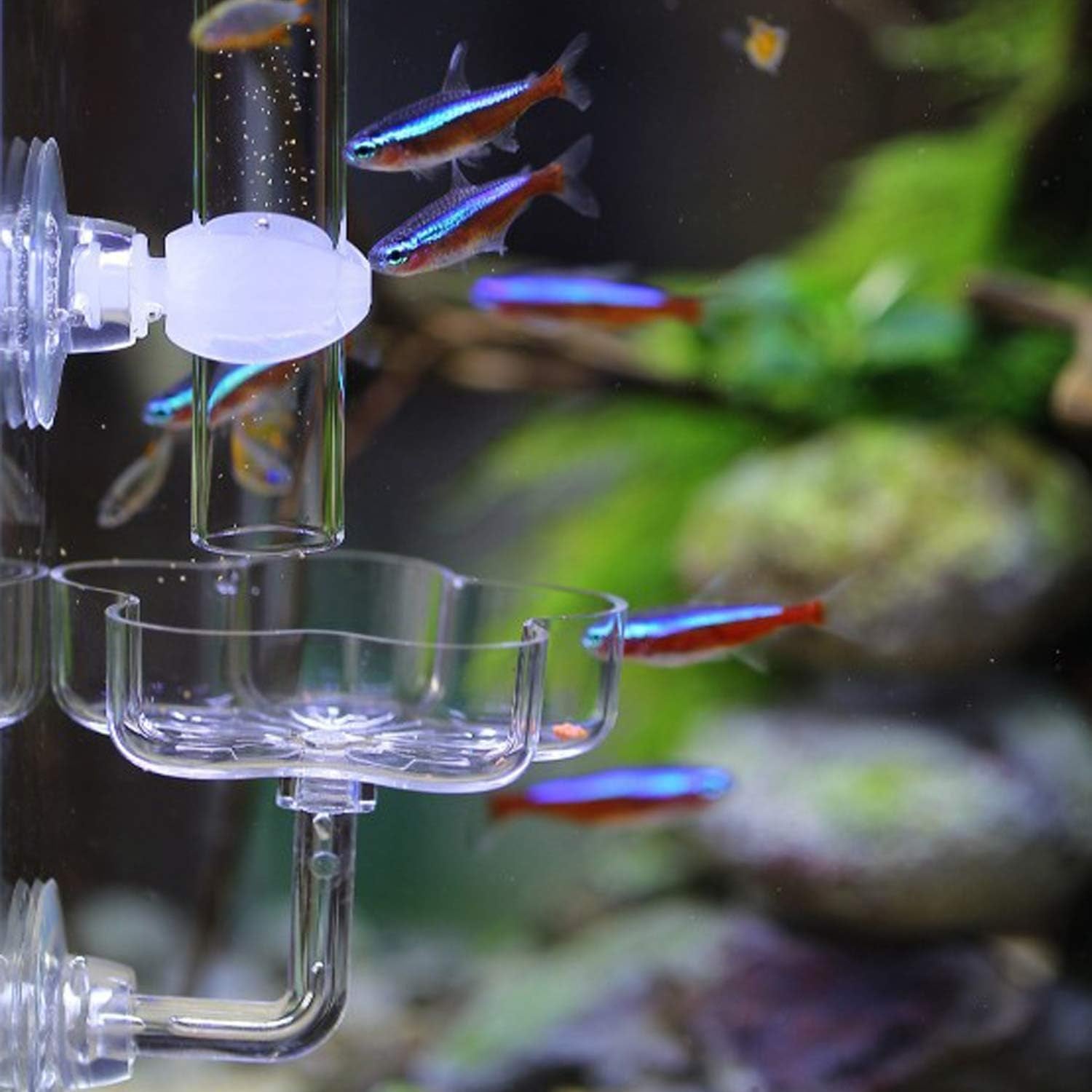 Aquarium Shrimp Small Fish Feeding Dish and Feeding Tube Kit, Including Glass Feeder Tube Acrylic Feeder Dish and Holder, 3 Lengths Optional, 7.8 Inches, 11 Inches, 13.7 Inches (L-13.7 Inches)