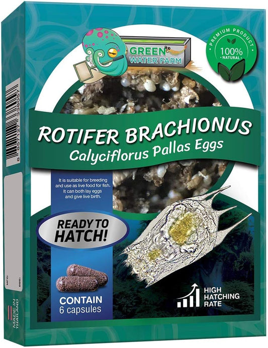 Greenwaterfarm Rotifers Brachionus Calyciflorus Pallas Eggs Live Fish Food for Hatching and Culture Suitable for Feed Betta Fish