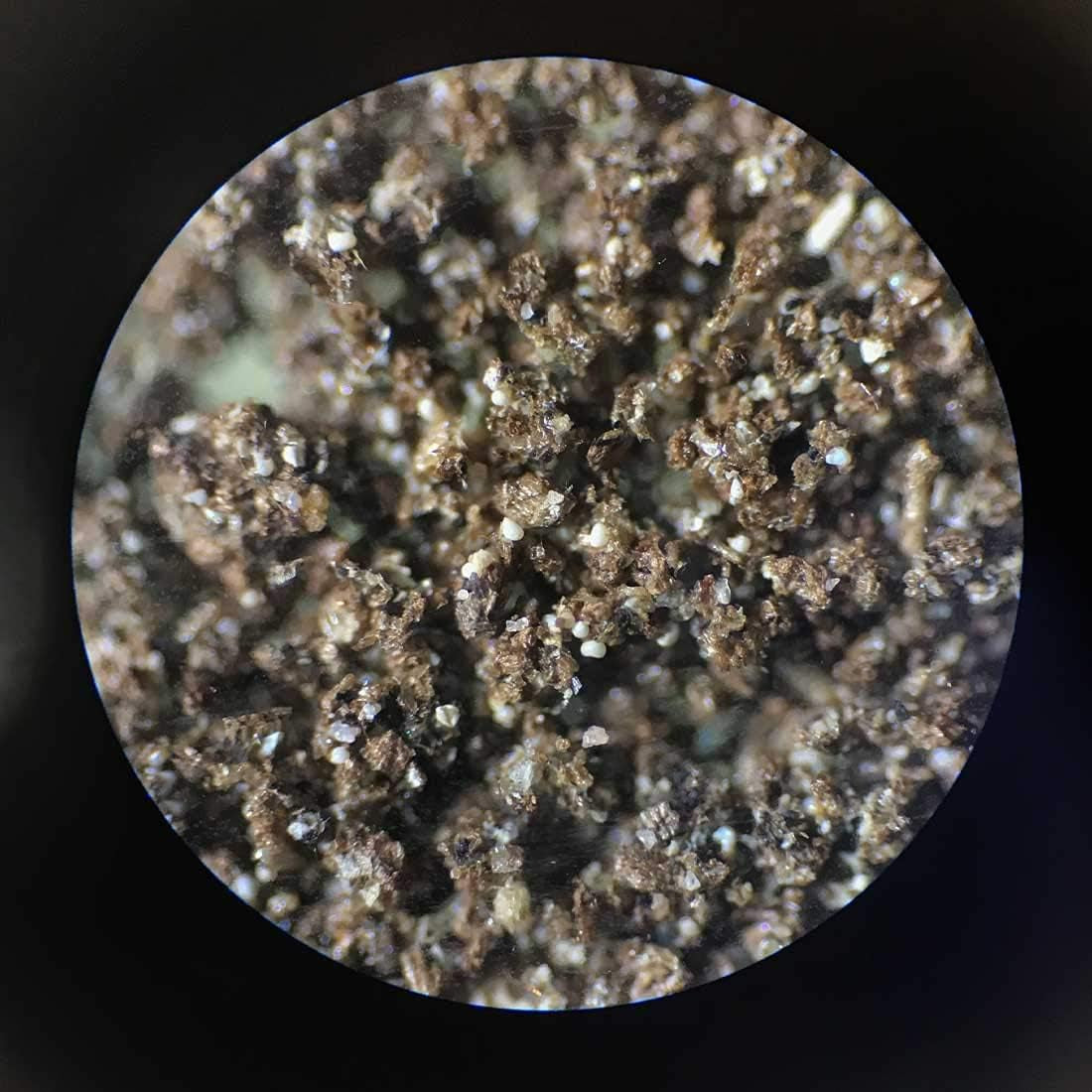 Greenwaterfarm Rotifers Brachionus Calyciflorus Pallas Eggs Live Fish Food for Hatching and Culture Suitable for Feed Betta Fish